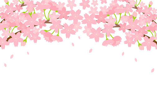 Cherry Blossom. Frame. Vector Illustration on White Background.