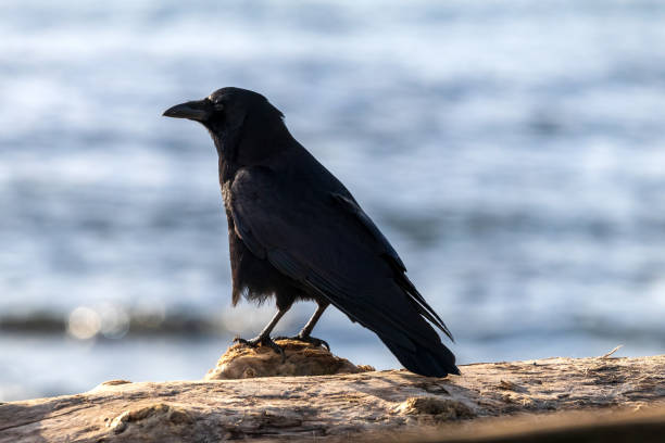 Black silhouettes of branches with crow, wite background