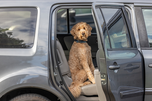 A middle aged man buckling up a Goldendoodle dog in the back seat of a Sports Utility Vehicle.