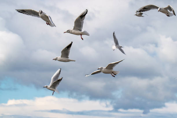 istock A group of birds flying in the sky 1991682515