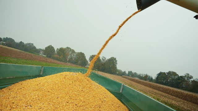 SLO MO Yellow Dry Kernels Falling from Combine Auger into Trailer at Corn Field