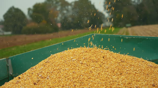 SLO MO Closeup of Yellow Dry Kernels Falling from Combine Auger into Trailer at Corn Field
