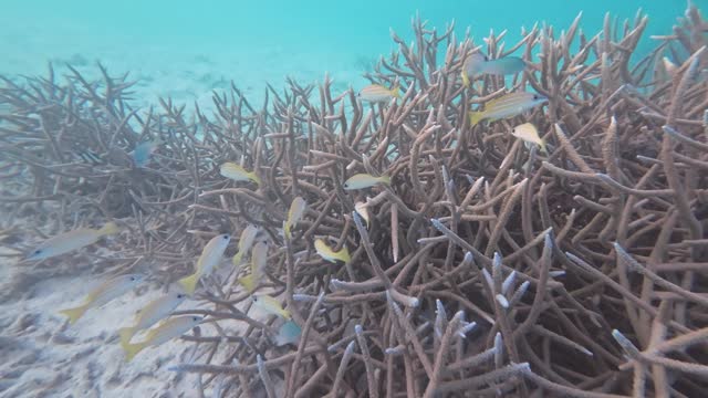 Common bluestripe snapper swimming around corals