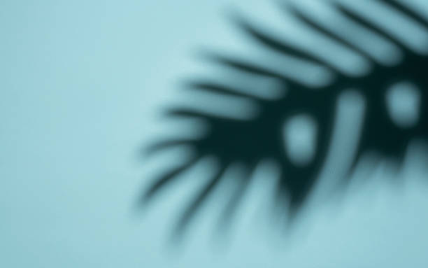 istock Abstract Shadow of a Tropical Leaf on a Light Blue Background in Soft Focus 1991728974