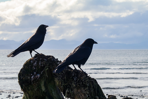 A black crow along the shoreline of western Vancouver Island.