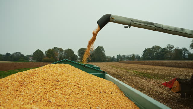 SLO MO Rack Focus of Yellow Dry Kernels Falling from Combine Auger into Trailer at Corn Field