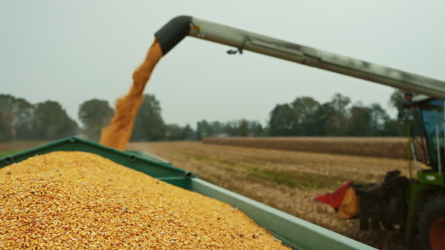 SLO MO Yellow Dry Kernels Falling From Combine Auger into Trailer at Corn Field Under Sky