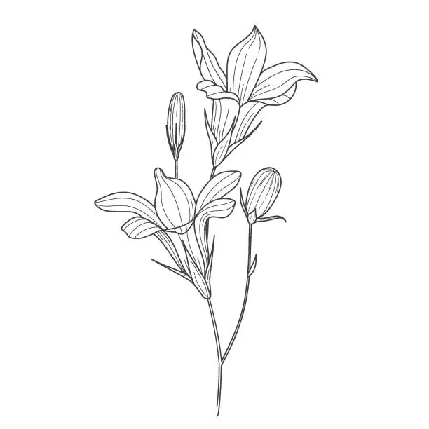 Vector illustration of sketch of blue bell flower, floral element for design in linear style