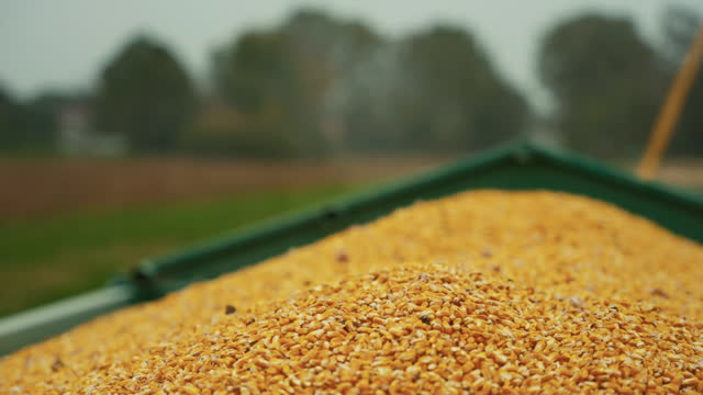 SLO MO Rack Focus of Yellow Kernels Falling From Combine Auger into Trailer at Corn Field