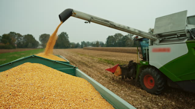 SLO MO Yellow Kernels Falling from Combine Auger into Trailers at Corn Field Under Sky