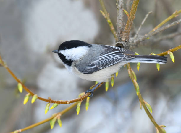 istock black capped chickadee bird on the tree branch 1991778016
