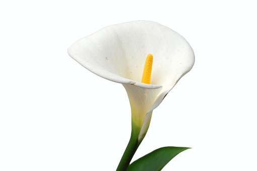 single calla lily isolated on white background