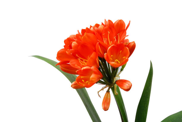 istock close up on clivia flower blooming in spring 1991778540