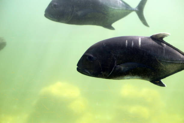 istock Giant trevally fish in aquarium water 1991796398
