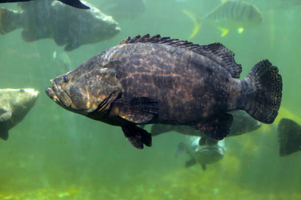 istock Giant grouper fish in aquarium water 1991801163