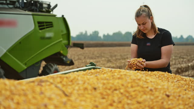 Young Female Farmer Examining Kernels in Tractor Trailer on Corn Field after Harvesting