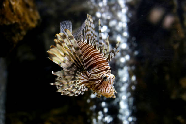 Lionfish orTurkeyfish in aquarium water