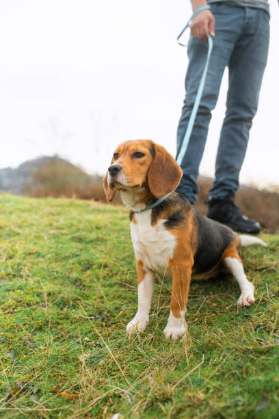 istock Man with his pet, beagle dog, outdoors in a park 1991830616