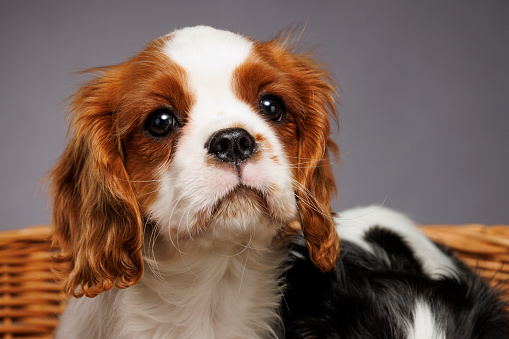 Cute dog studio portrait.  Cavalier King Charles Spaniel puppy. standing in basket on gray background\n Blenheim (chestnut and white)and  tricolour (black/white/tan) Tricolor.