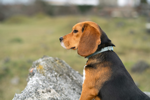 Cute beagle dog walking in a park