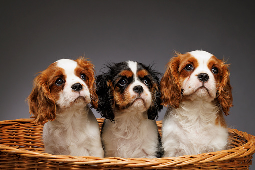 Cute dog studio portrait. Three Cavalier King Charles Spaniel puppy. standing in basket on gray background\nTwo Blenheim (chestnut and white)and  tricolour (black/white/tan) Tricolor.