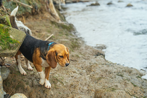 Cute beagle dog walking in a park
