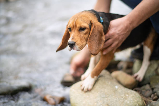 Man with his pet, beagle dog, outdoors in a park