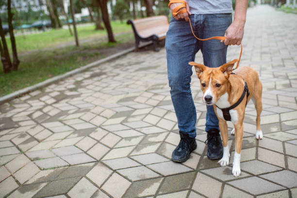 istock Man with his pet, a mixed-breed dog, walking in a park 1991836418