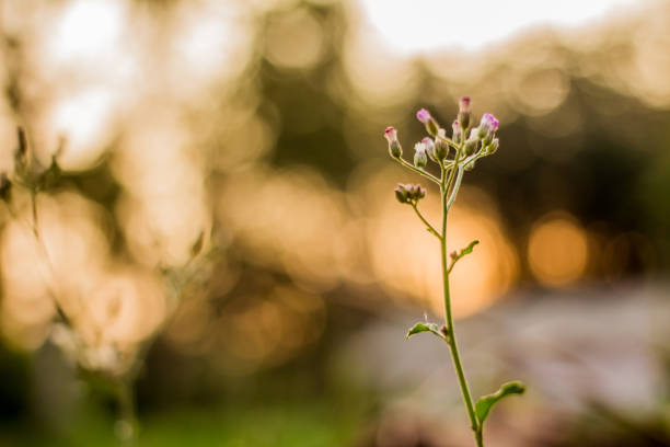 Grass flowers along the roadside, nature, natural light, playing with light