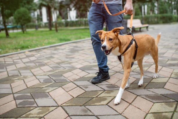 istock Man with his pet, a mixed-breed dog, walking in a park 1991836933
