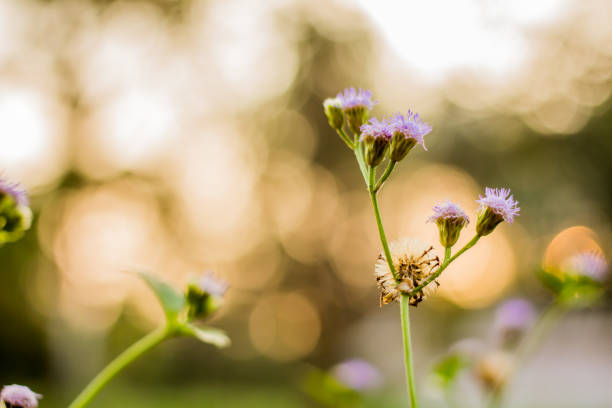 Grass flowers along the roadside, nature, natural light, playing with light