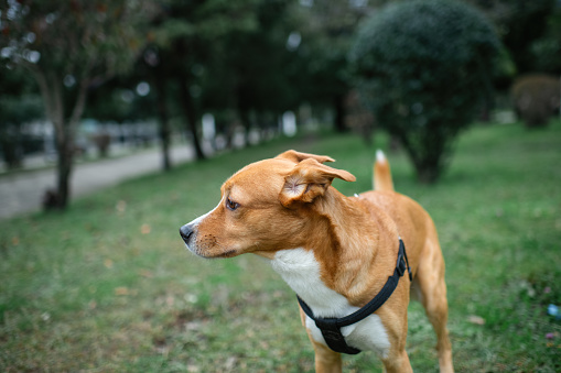 Mixed-bread dog outdoors