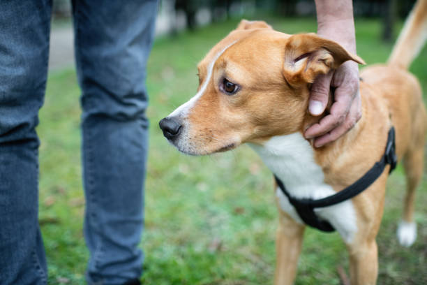 istock Man with his pet, a mixed-breed dog, walking in a park 1991838458