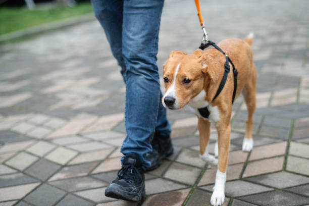istock Man with his pet, a mixed-breed dog, walking in a park 1991838507