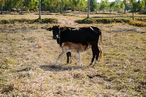 farming cow in Thailand