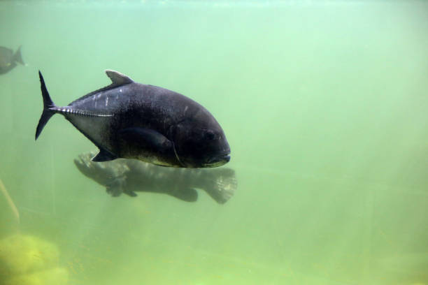 istock Giant trevally fish in aquarium water 1991866596