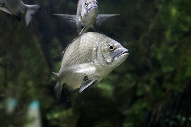 Picnic seabream fish in aquarium water