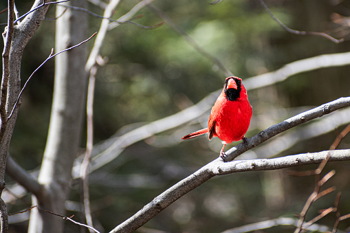 Northern Cardinal (Cardinalis cardinalis) Perched on Branch