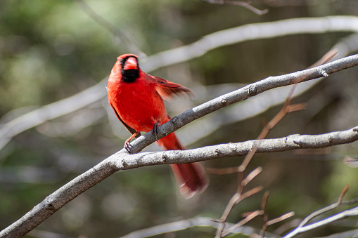 Northern Cardinal (Cardinalis cardinalis) Spreading Wing
