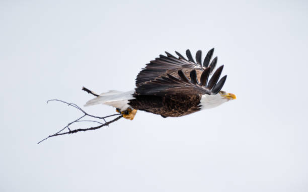 istock Bald Eagle (Haliaeetus leucocephalus) Soaring back to Nest Clutching Sticks 1991868709