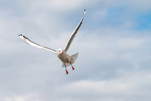 Seagull in the sky