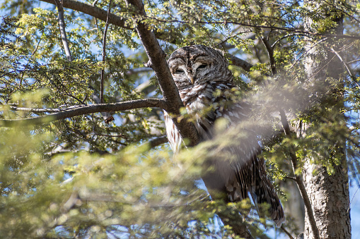 Barred Owl (Strix varia) Perched in Hemlock Tree on Sunny Day