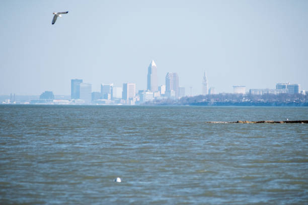 エリー湖の海岸線沿いのクリーブランドとシーガル - cleveland south carolina ストックフォトと画像