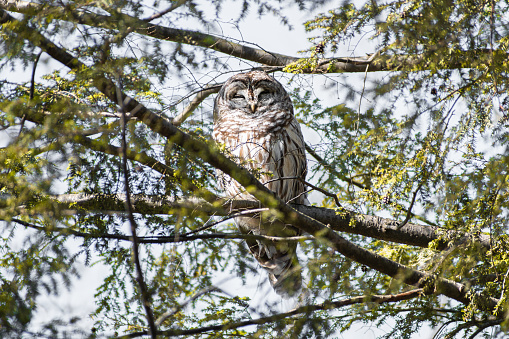 Barred Owl (Strix varia) Basking on Branch with Eyes Closed