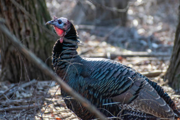istock Wild Turkey (Meleagris gallopavo) Male in Forest 1991876026