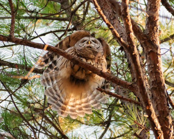 istock Barred Owl (Strix varia) Displaying Wings and Tail in Pine Tree 1991877060