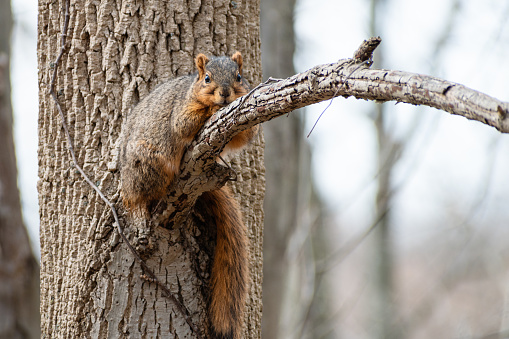 Tired Fox Squirrel (Sciurus niger) Relaxing on Tree Branch