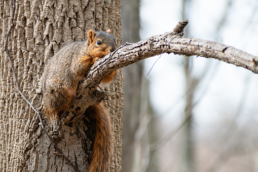 Tired Fox Squirrel (Sciurus niger) Resting on Tree Branch
