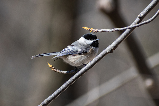 Black-capped Chickadee (Poecile atricapillus) Perched on Beech Twig