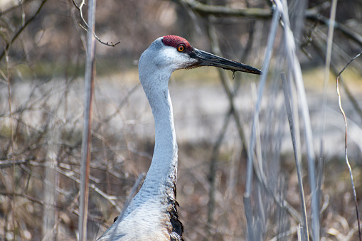 Sandhill Crane (Antigone canadensis) Close Up